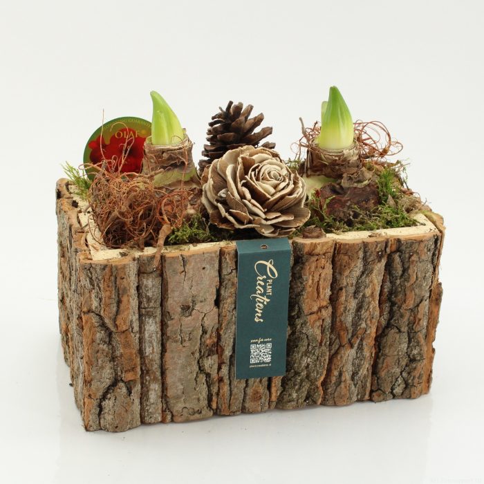 HACR-2613R Autumn Amaryllis, D 26