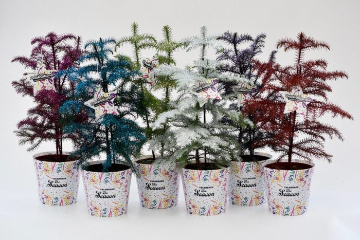 Araucaria "Celebrationz", D 14
