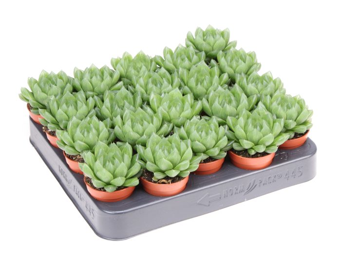 Haworthia cymbiformis, D 5,5