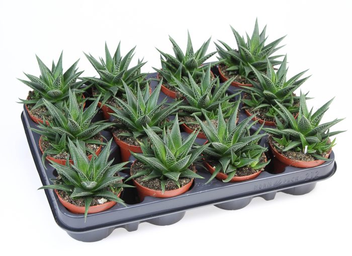 Haworthia herbacea, D 8,5