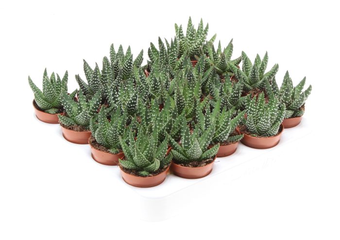 Haworthia royal albert, D 5,5