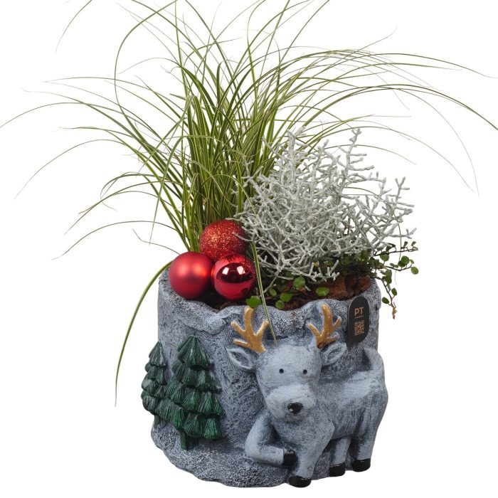 PTCHO5461 Arrangement Christmas Outdoor in beton pot, D 18
