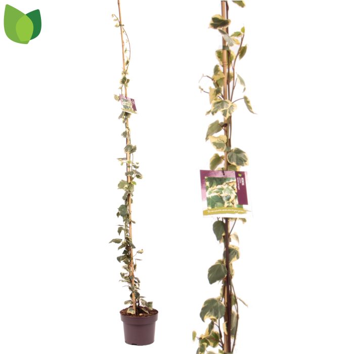 Hedera colchica 'Dentata Variegata' C5/P23, D 23