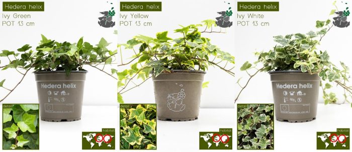Hedera Helix Assortiment P13, D 13