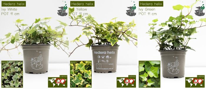 Hedera Helix MIX P11, D 11