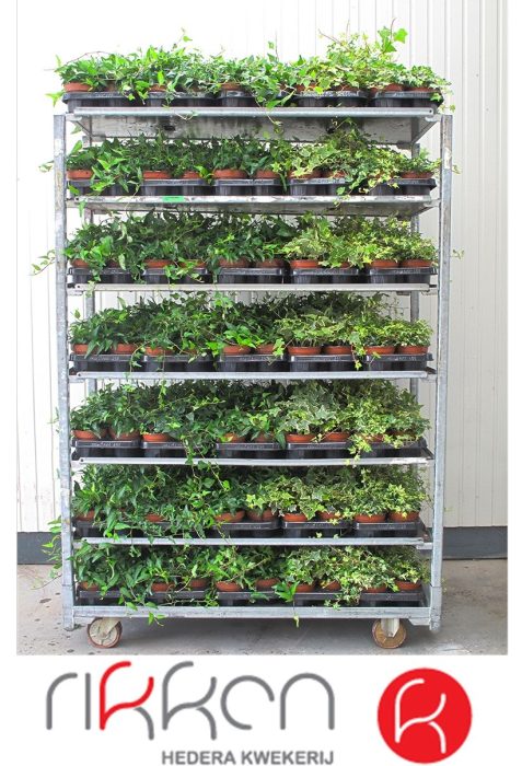 Hedera Mix op laag 12 cm, D 12