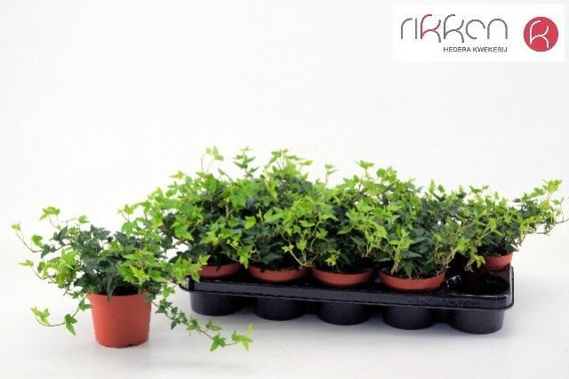 Hedera Shamrock 12 cm, D 12