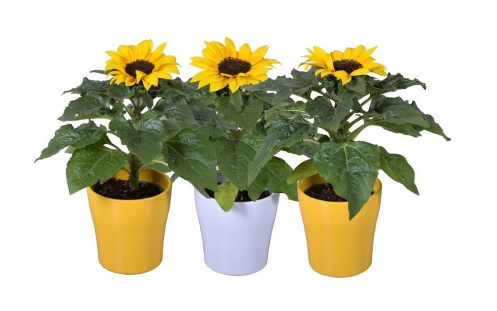 Helianthus 'Sunsation' in geel/2tone/wit Bombé keramiek, D 14