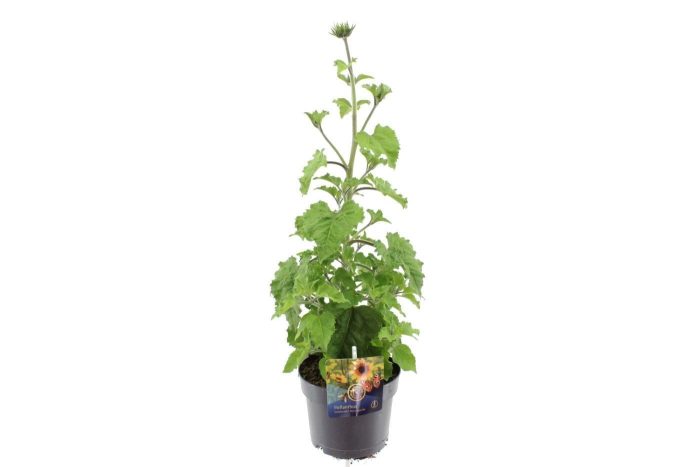 Helianthus Sunbelievable Bro, D 17