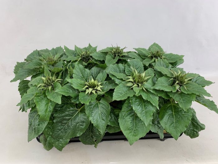 Helianthus Sunsation - stadium 0 - gesloten, D 13