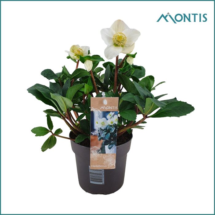 Helleborus Christmas Carol 15 cm Large, D 15