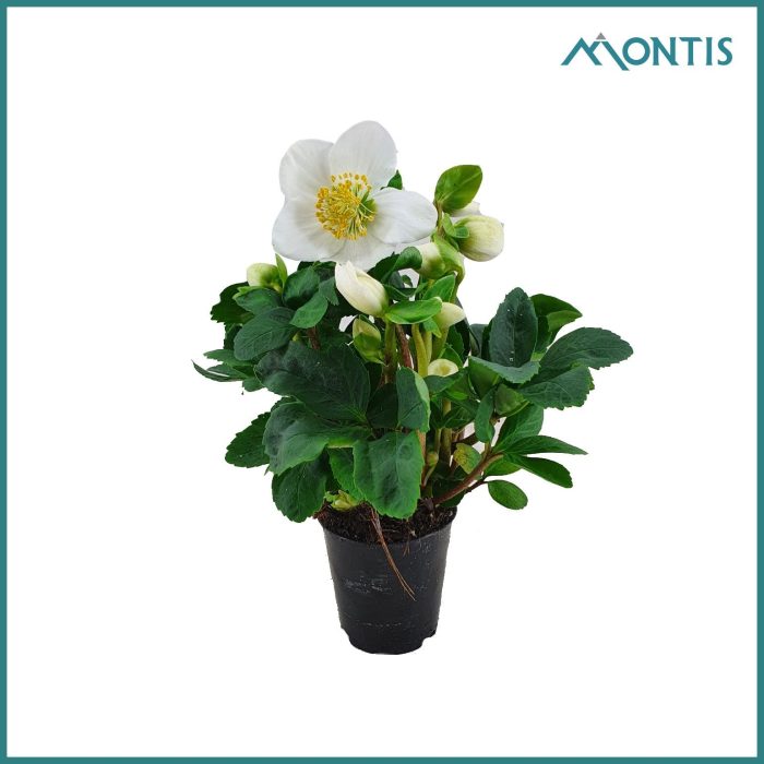 Helleborus Christmas Carol 6 cm XXL, D 6