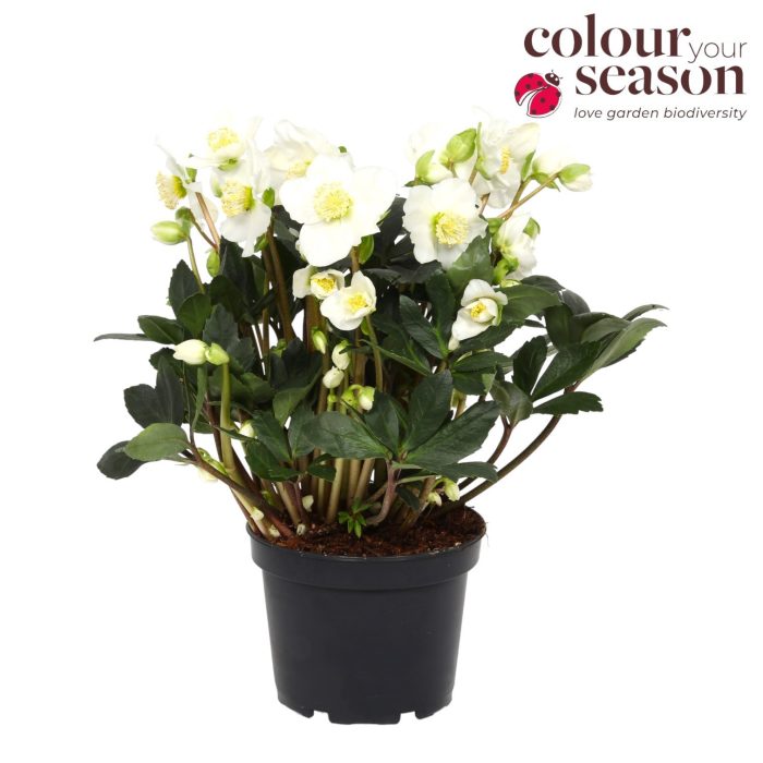 Helleborus Niger Snow Sparkle P19, D 19
