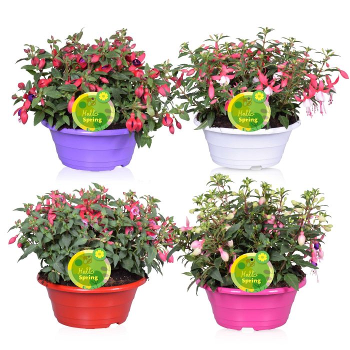 Hello Spring Fuchsia Bella gemengd in schaal, D 23
