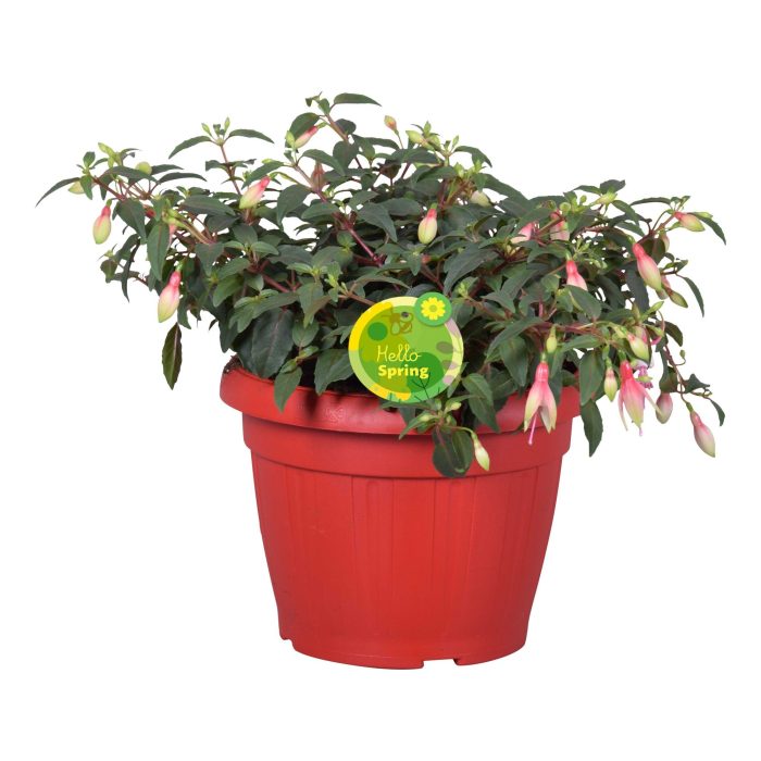 Hello Spring Fuchsia Bella in patiopot Rood, D 22