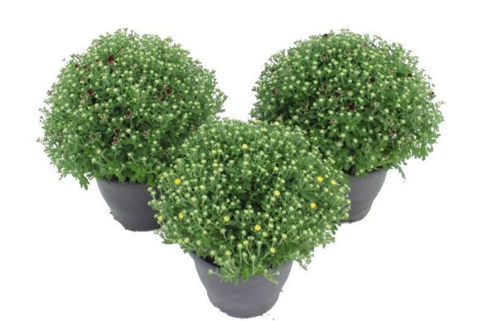 Chrysant (Indicum Grp) Amadore mix, D 23