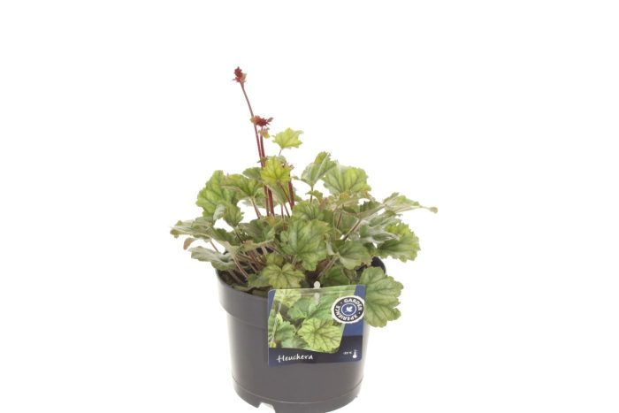 Heuchera sang. Coral Forest, D 17
