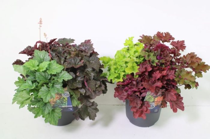 Heuchera Terra nova, D 27