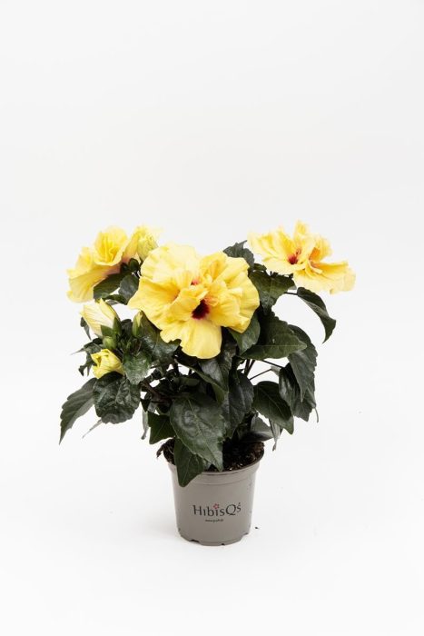 HIBISCUS ROSA SINENSIS 'ADONICUS.DB YEL(N)', D 13