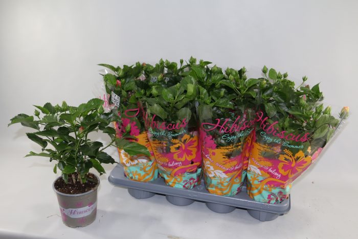 Hibiscus rosa sinensis 3+ "Enjoy The Summer®" mix dubbelbloemig, D 13