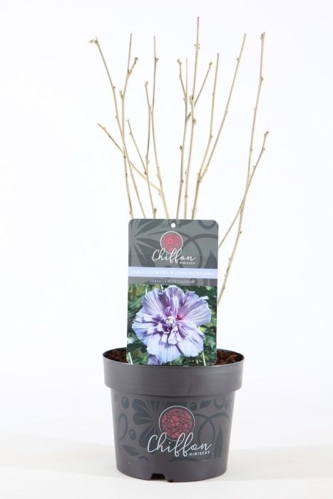 Hibiscus syr. 'Blue Chiffon'® P19/C3, D 19