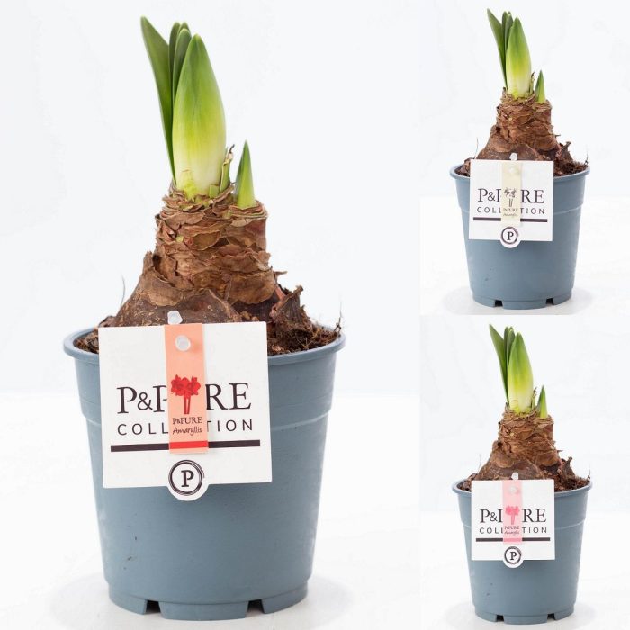 Hippeastrum mix P&PURE Collection, D 12
