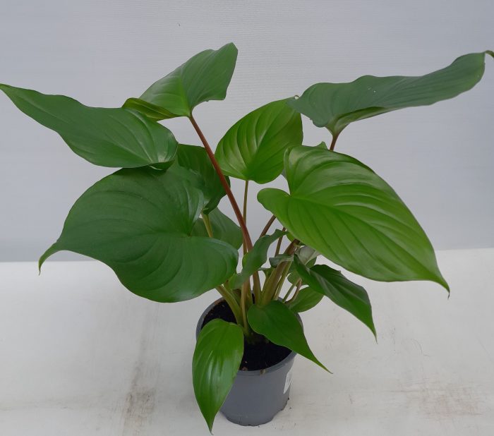HOMALOMENA RUBESCENS, D 13