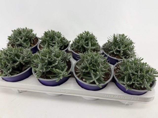 Lavendula angustifolia Essence Purple, D 13
