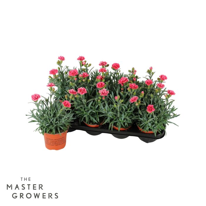 Dianthus caryophyllus ' Elise', D 12