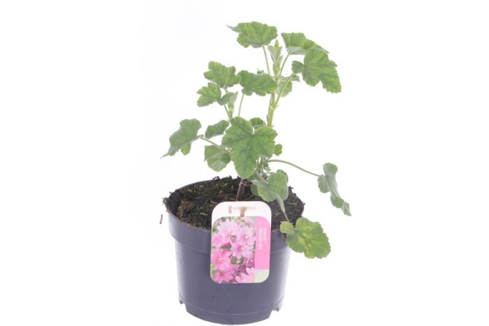 Lavatera Burgundy Wine, D 17