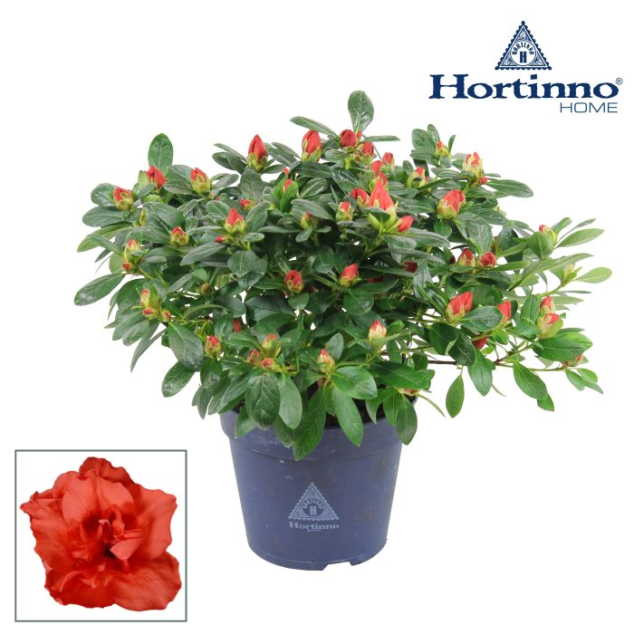 Hortinno® Home 'Christine Siena' 25 - 27 cm, D 13