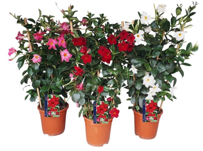 mandevilla op rek gemengd, D 19