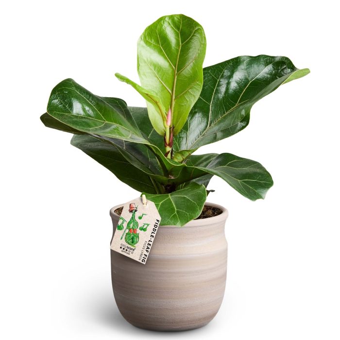 Maceta, Ficus lyrata, D 12