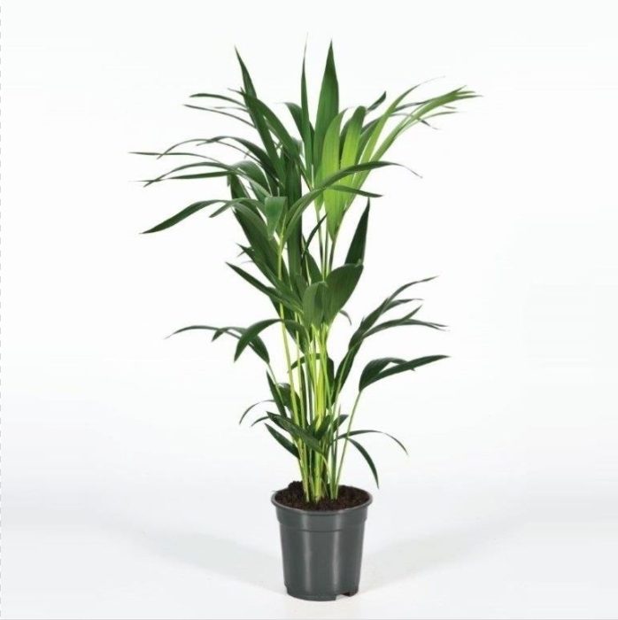 Howea forsteriana 80cm (Kentia), D 17