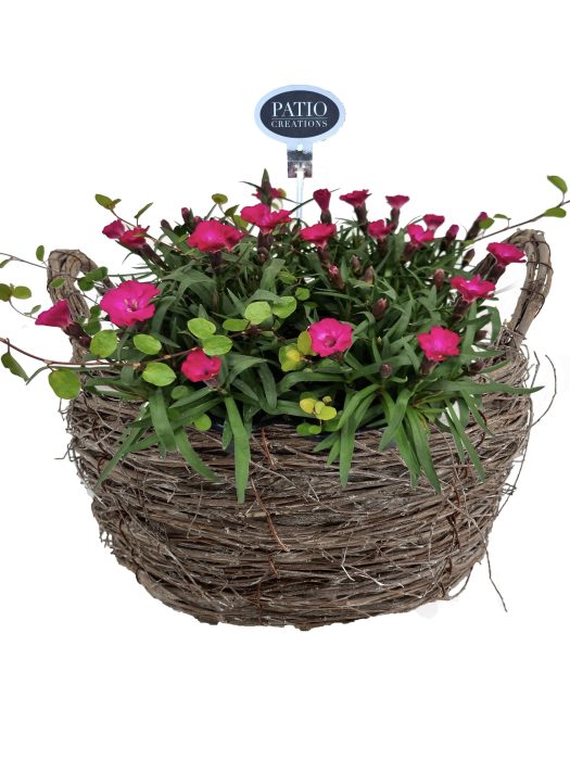 DI811-9323 Dianthus/Muehlenbeckia Zink schaal met touw, D 23
