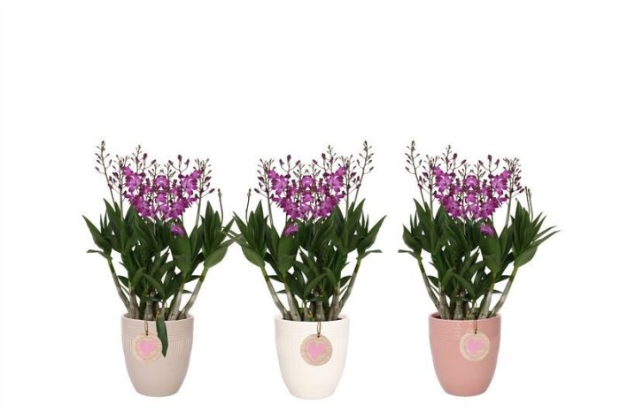 Hugo p12 double lines love mix Dendrobium Berry Oda 09T55+, D 12