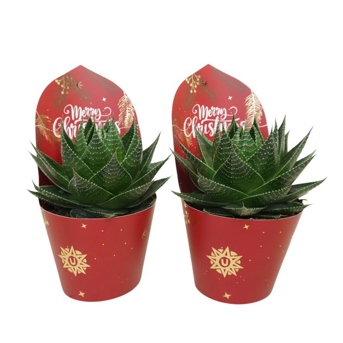 Aloë cosmo 13 cm in Kerst potcover, D 13