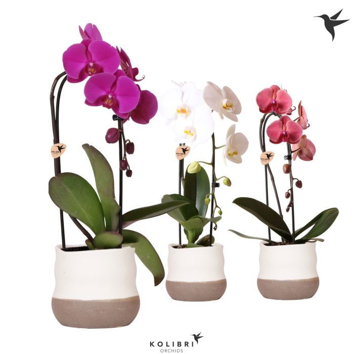 Kolibri Orchids Phalaenopsis Cascade Niagara Fall mix 1 spike in Imperfect Bag pot, D 12
