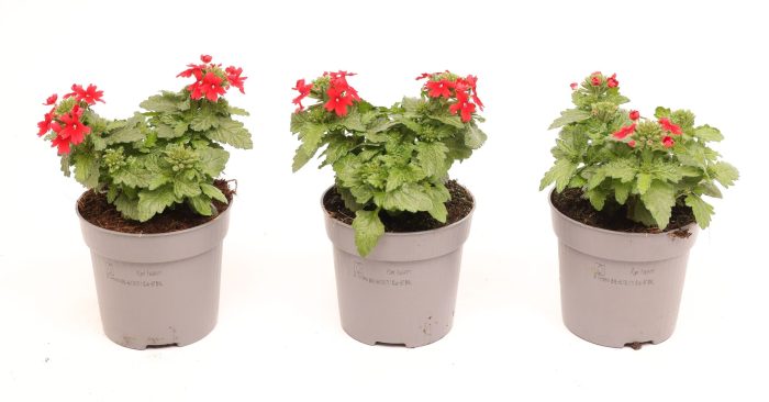 Verbena Drums Red, D 10,5