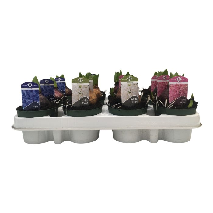 Hyacint 9 cm. 3 kleuren mix, D 9