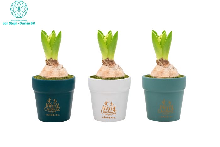 Hyacinthus 'Christmas Everyone', D 10