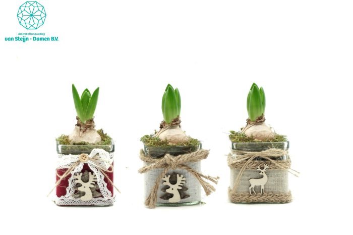 Hyacinthus 'Christmas Glass', D 9