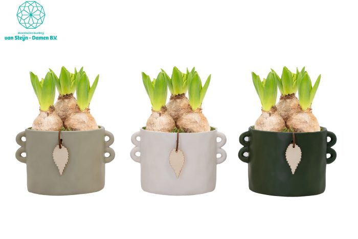 Hyacinthus 'Cilinder Oak', D 16