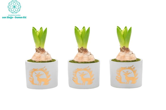 Hyacinthus 'Cylinder Christmas Gold', D 10