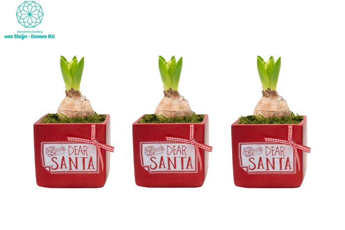 Hyacinthus 'Dear Santa Bloom', D 9