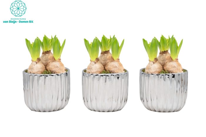 Hyacinthus 'Ribben Deco Silver' (Without Moss), D 12