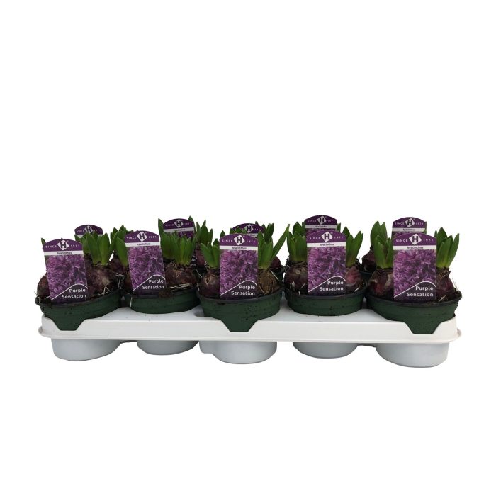 Hyacinthus orientalis 'Purple Sensation', D 12