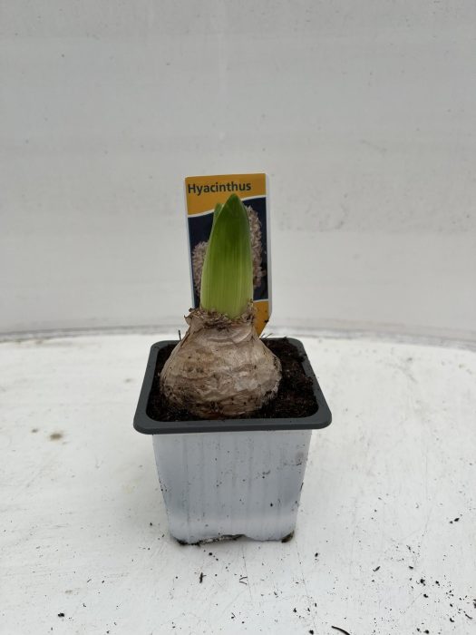 Hyacinthus orientalis 'White Pearl', D 7