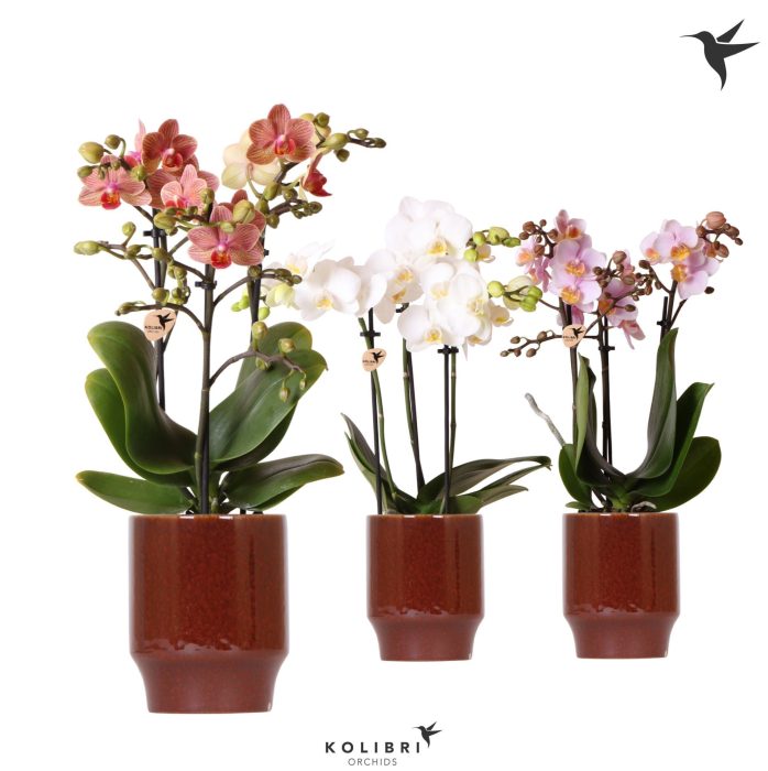 Kolibri Orchids Phalaenopsis mix 3 spike in Classy pot red, D 9