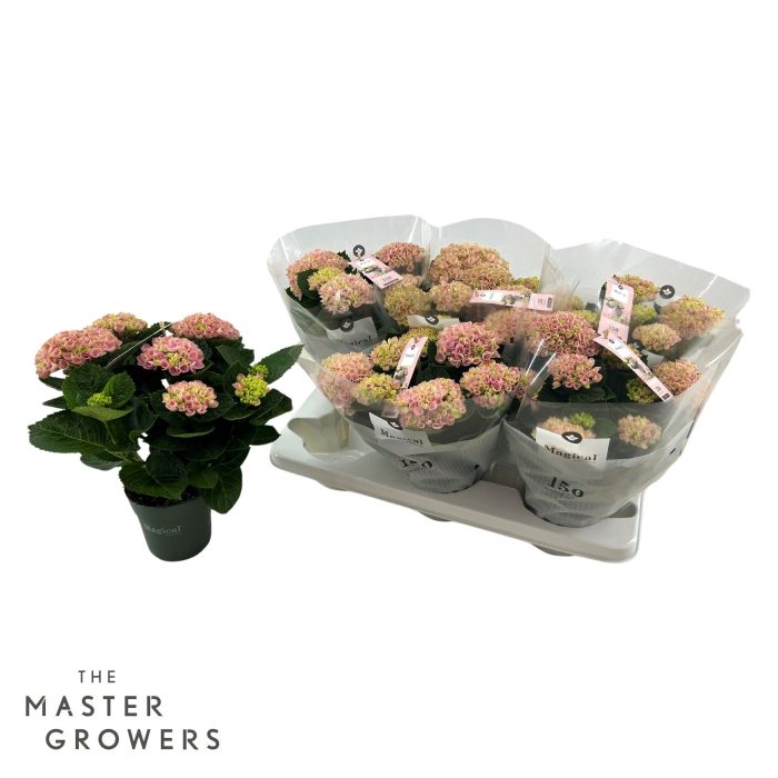 Hydrange macr. Magical Revolution 12 cm Pink 5-6 Bloem, D 12